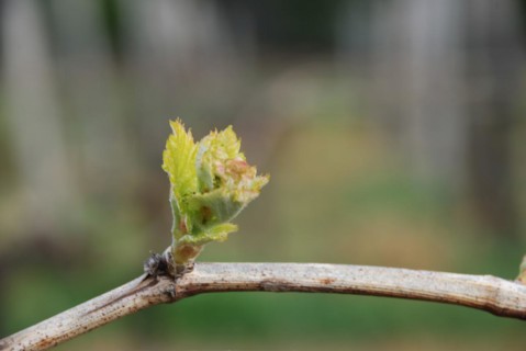 Vineyard in France