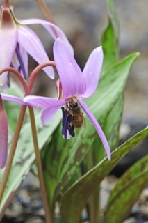 Dogs Fawn Lily