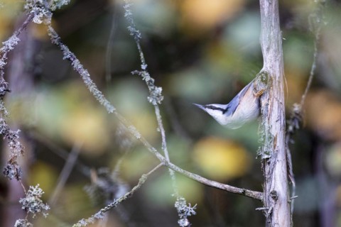 Northern eurasian nuthatch