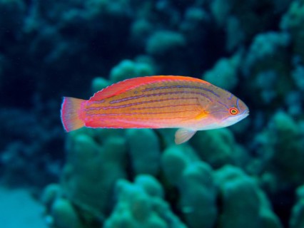Red Sea Dwarf Wrasse