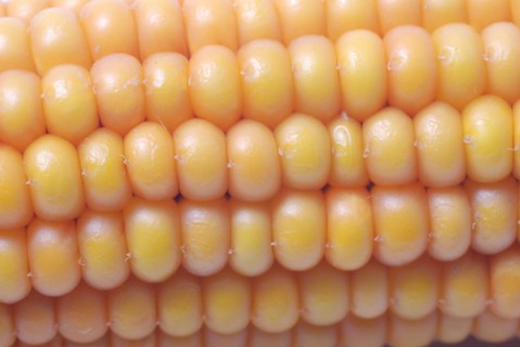 An ear of ripe corn
