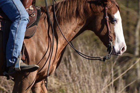 Close-up of the head and neck with headstall and reins of a western horse of the breed American Quarter Horse during training in the riding arena in late winter, chestnut coloured horse with large mar...