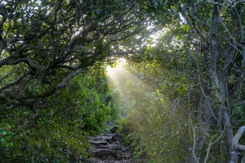 Ray of light, mood in the forest, Robberg Island, Robberg Peninsula, Robberg Nature Reserve, Plettenberg Bay, Garden Route, Western Cape, South Africa, Africa