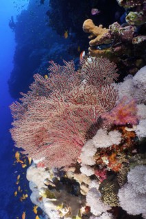Gorgonian, red knot coral