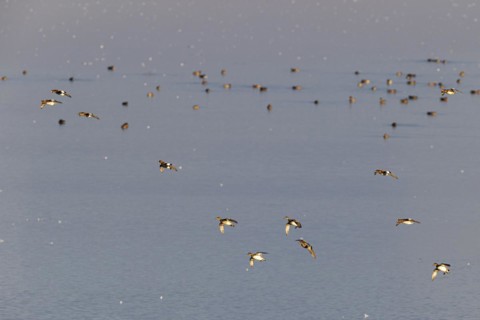 Eurasian wigeon