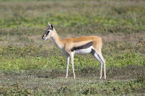 Serengeti thomsons gazelle