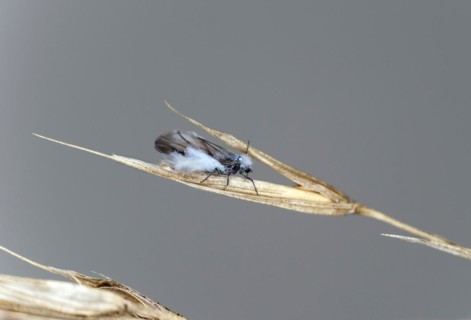 Winged imago of the woolly beech aphid