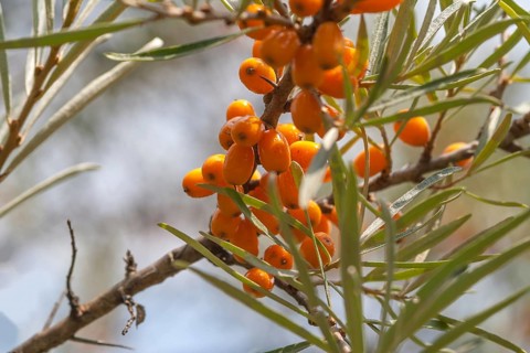 Common sea-buckthorn
