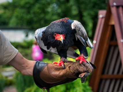 Bateleur