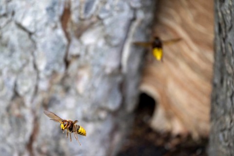 European hornet