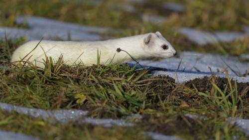 Stoat