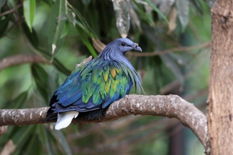 Nicobar pigeon
