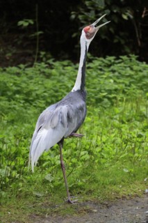 White-naped crane