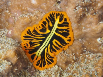 Tiger flatworm