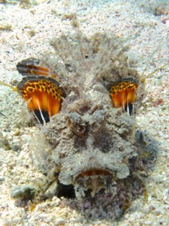A Red Sea walkman filament devilfish