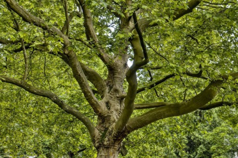 Large old plane tree
