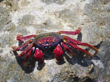 Red rock crab