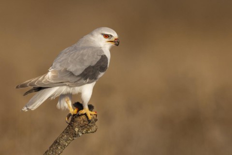 Black-winged kite