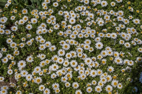 Beautiful daisy flowers as a background