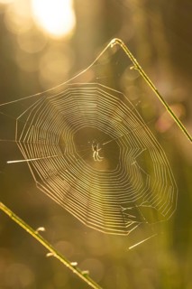 Spider's web at sunrise, Black Forest, Germany, Europe
