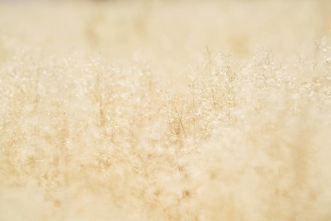 Close-up of grass blades in the field with golden light from the African sunset. Hwange National Park, Zimbabwe, Africa