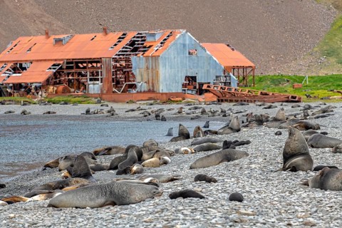 Sea Bears off South Georgia Whaling Station Stromness Bay