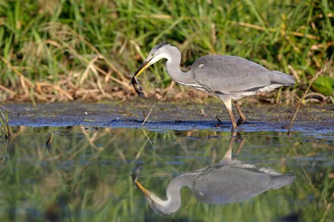 Grey heron