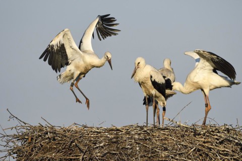 White stork
