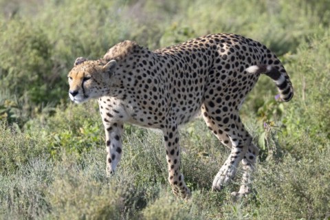 Cheetah
