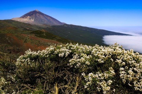 Pico del Teide at sunrise over trade wind clouds, Teide National Park, Tenerife, Canary Islands, Spain, Europe