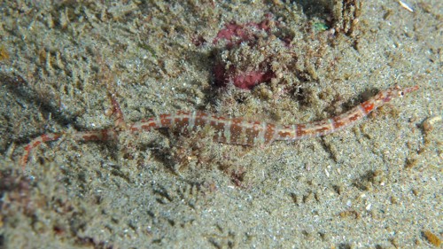 Network pipefish