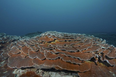Giant Lettuce Coral