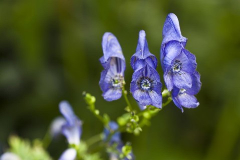 Monkshood