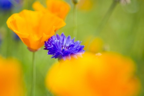 Blue cornflower