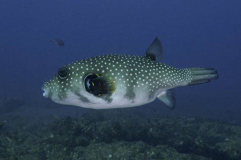 White-spotted puffer