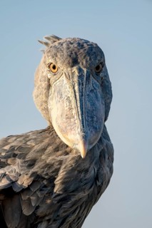 Shoebill
