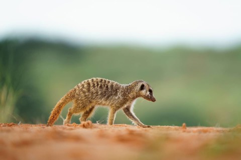 Meerkat