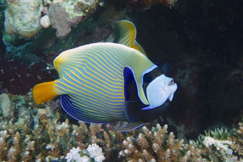 Emperor angelfish