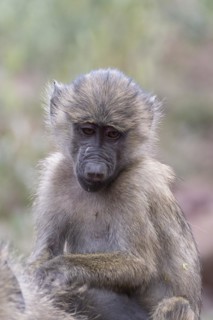 Olive baboon