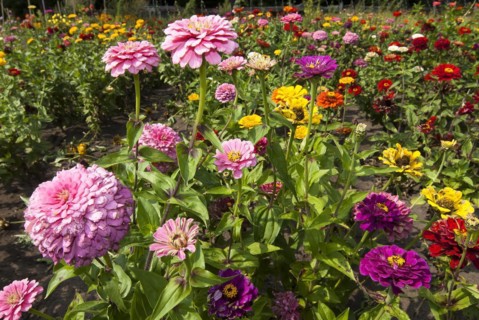 Zinnia