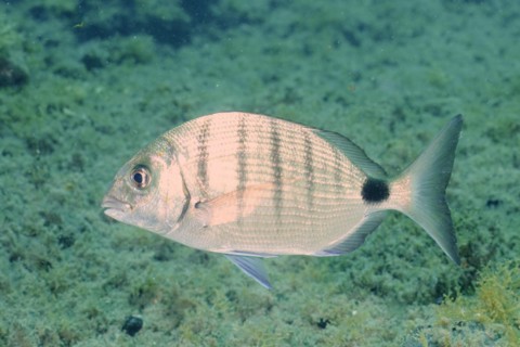 White seabream