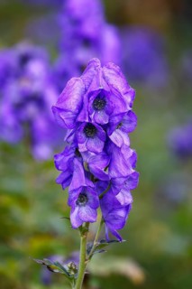 Monkshood