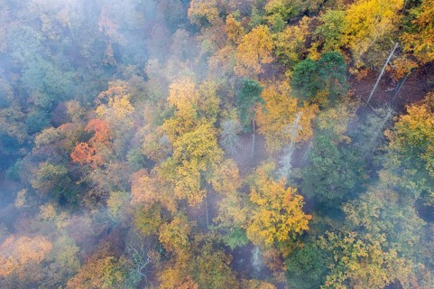 Foggy atmosphere, autumnal forest, aerial view, Thayatal, Hardegg, Lower Austria, Austria, Europe