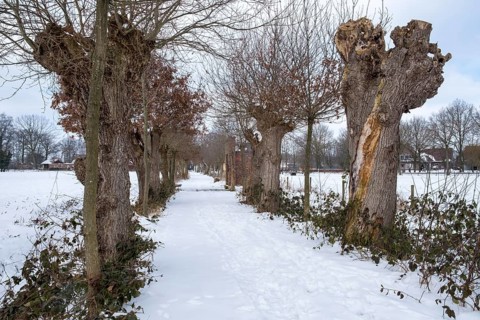 Cultural Monument Kloppendiek, The Kloppendiek, a path with centuries-old oaks, presumably the old processional route of the Catholics who went on pilgrimage from Groenlo and Eibergen in the Netherlan...