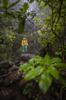 Hiker standing in the forest in front of waterfall at Vereda Francisco Achadinha, Rabacal, Madeira, Portugal, Europe