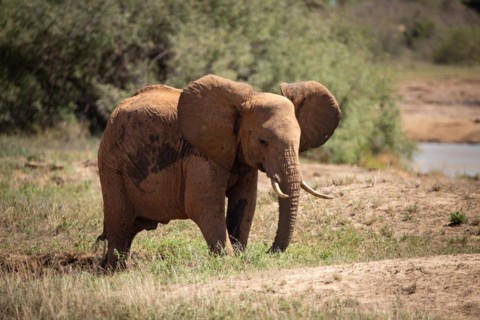A beautiful young elephant roaming the savannah. Beautifully detailed shot of the elephant in search of food and water. The famous red elephants in the gene of Tsavo West National Park, Kenya, Africa