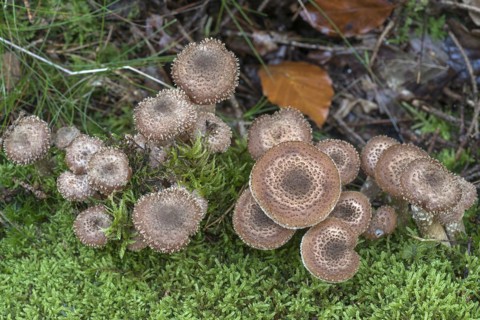 Honey funguses