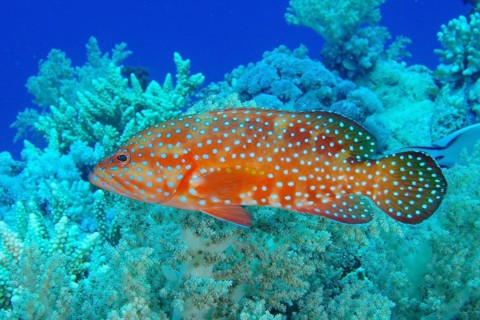 Jewel grouper