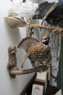 Hunting trophies in a hunting lodge, Styria, Austria, Europe