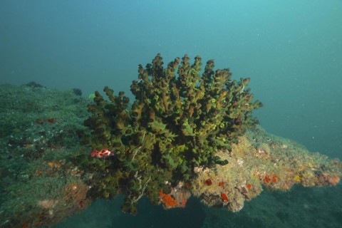 Green tree coral